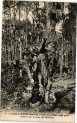 La Foret du Gavre - Le Chene-au-Duc vieux geant