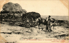 Le Pouliguen - Pointe de PenChateau - Recolte du goenjou au Pouliguen