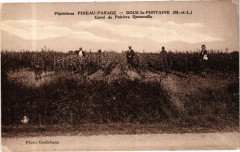 Pepinieres Pineau-Parage - Doue-la-Fontaine