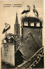 Strassburg - Storchennest