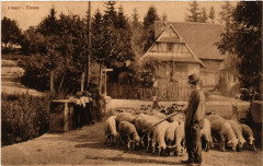 Alsace - Elsass - Folklore - Type