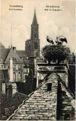 Strassburg - Storcehnnest