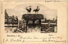 Strassburg Storche