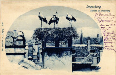 Strassburg - Storche in Strassburg