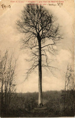 Foret Lyons - Président gros hétre du Mont-du-Fréne mesorent...
