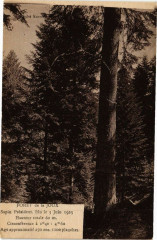 Foret de la Joux - Sapin PRESident -
													39 Jura
												