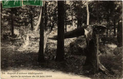 Aspect d'arbres déchiquetés après le cyclone du 16 juin 1908 à Paris 12e