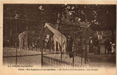 Carte postale ancienne Jardin d'Acclimatation - Les Girafes
                                                                     à Neuilly-sur-Seine
                                