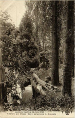 Le Bois de Vincennes après le Cyclone de Juin 1908 - L'Arbre qui blessa deux personnes à Gravelle à Paris 12e