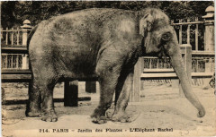 Paris (5e) Jardin des Plantes. L'Elephant Rachel à Paris 5e