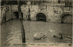 Carte postale ancienne Paris Crue de la Seine 1910 Jardin des Plantes Ours blancs
                                                                     à Paris
                                