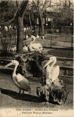 Paris (5e) Jardin des Plantes. Pelicans Blancs à Paris 5e