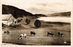 Sur les bords du Lac de Remoray