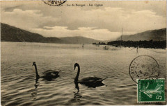 Lac du Bourget - Les Cygnes