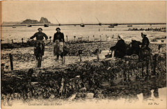 347  Cancalaises dans les parcs à huîtres