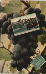 Souvenir des Vendanges dans le Maconnais -
													71 Saône et Loire
												