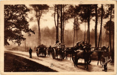Effet de brume dans la foret. Les Bross
