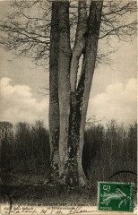 Foret de Seninches - L'Alliance... et Hetre enlaces