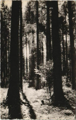 En Franche-Comte - Sous-Bois