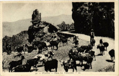 Corse Piana - Dans les Calanches à Piana