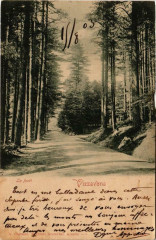 Corse Vizzavona - La Foret