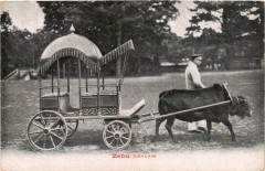 Jardin d'Acclimatation - Zébu à Neuilly-sur-Seine