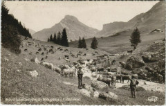 Roselend - Le Troupeau a l'Abreuvoir