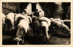 Carte postale ancienne Types des Pyrenées Moutons au Paturage France Folklore
                                