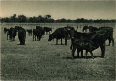 Folklore - Provence et Camargue - Pasture Cattles