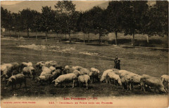 Folklore - Les Pyrénées - Troupeaux de Porcs dans les Prairies
