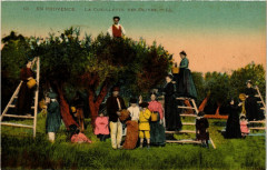 Folklore - En Provence - Cueillette des Olives