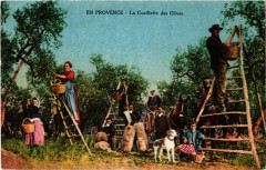 Folklore - En Provence - La Cueillette des Olives