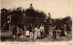 Folklore - En Provence - La Cueillette des Olives