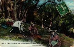 Folklore - La Cueillette des Olives sur la Cote-d'Azur