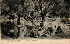 Folklore - Cote d'Azur - La Cueillette des Olives