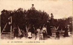 Folklore - En Provence - La Cueillette des Olives
