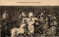Folklore - Les Vendanges dans le Midi