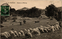 Folklore - En Provence - Moutons au Paturage
