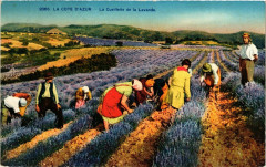 Folklore - La Cote d'Azur - La Cueillette de la Lavande