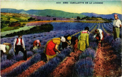 Folklore - Cueillette de la Lavande