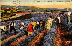 Folklore - La Cote d'Azur - La Cueillette de la Lavande