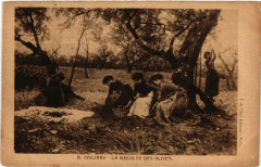 Folklore - Giuliano - La Recolte des Olives