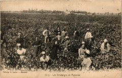 Folklore - Les Vendanges en Provence