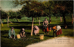 Folklore - Normandie - La Cueillette des Pommes