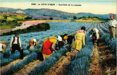 Folklore - La Cote d'Azur - Cueillette de la Lavande