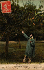 Folklore - En Normandie - La récolte de pommes