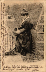 Folklore - Provence - La Cueillette des Olives