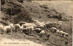 France - Folklore - Pyrenées - Un Paturage