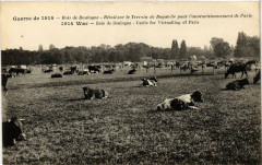 Bois de Boulogne - Bétail sur le Terrain de Bagatelle pour l'approvisionnement de Paris à Paris 16e