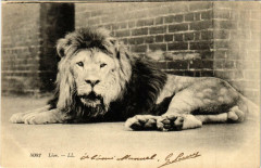 Paris 5e Lion à Paris 5e